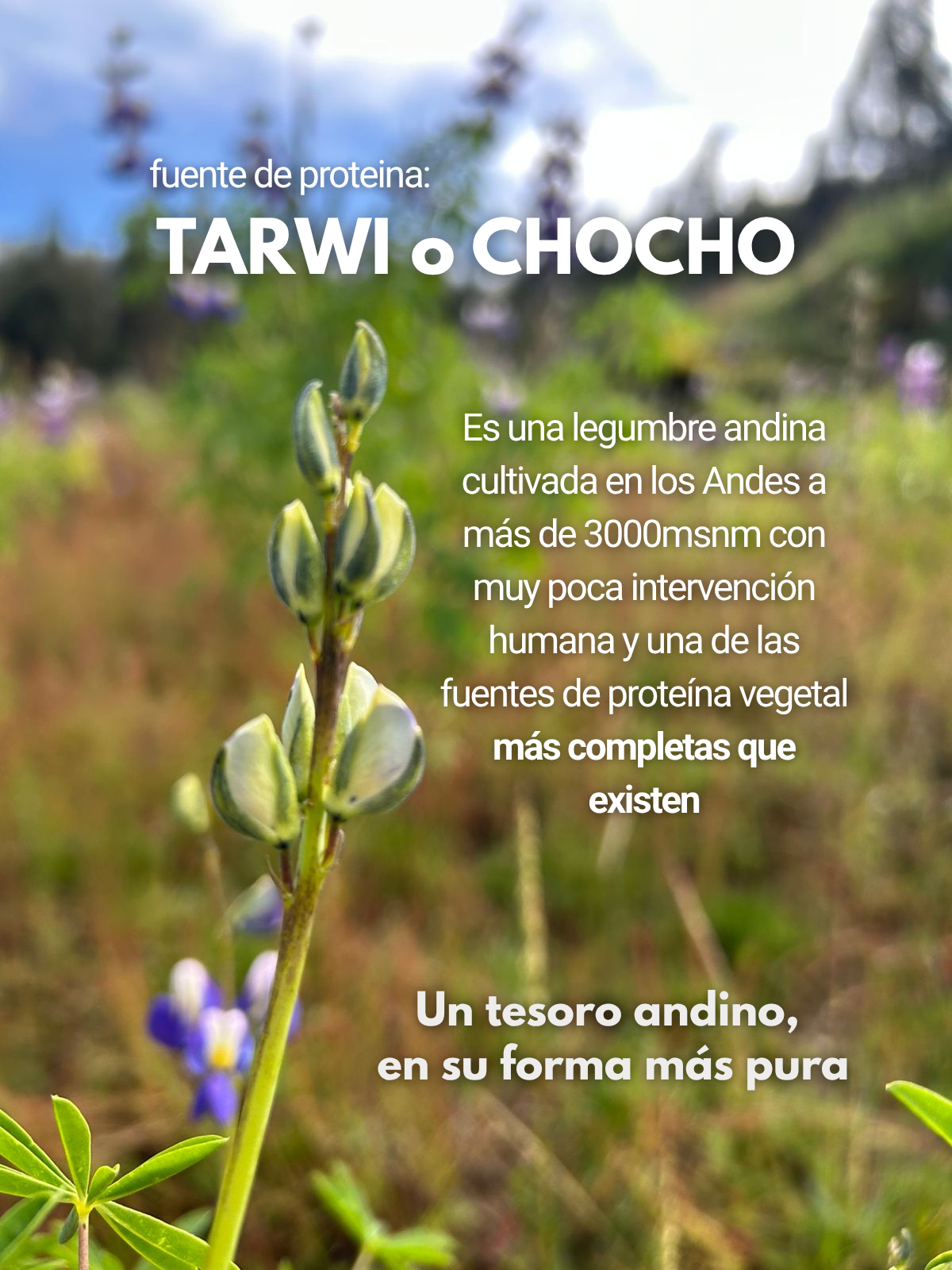 TARWI NATURAL | PROTEINA Y FIBRA | 1.5kg