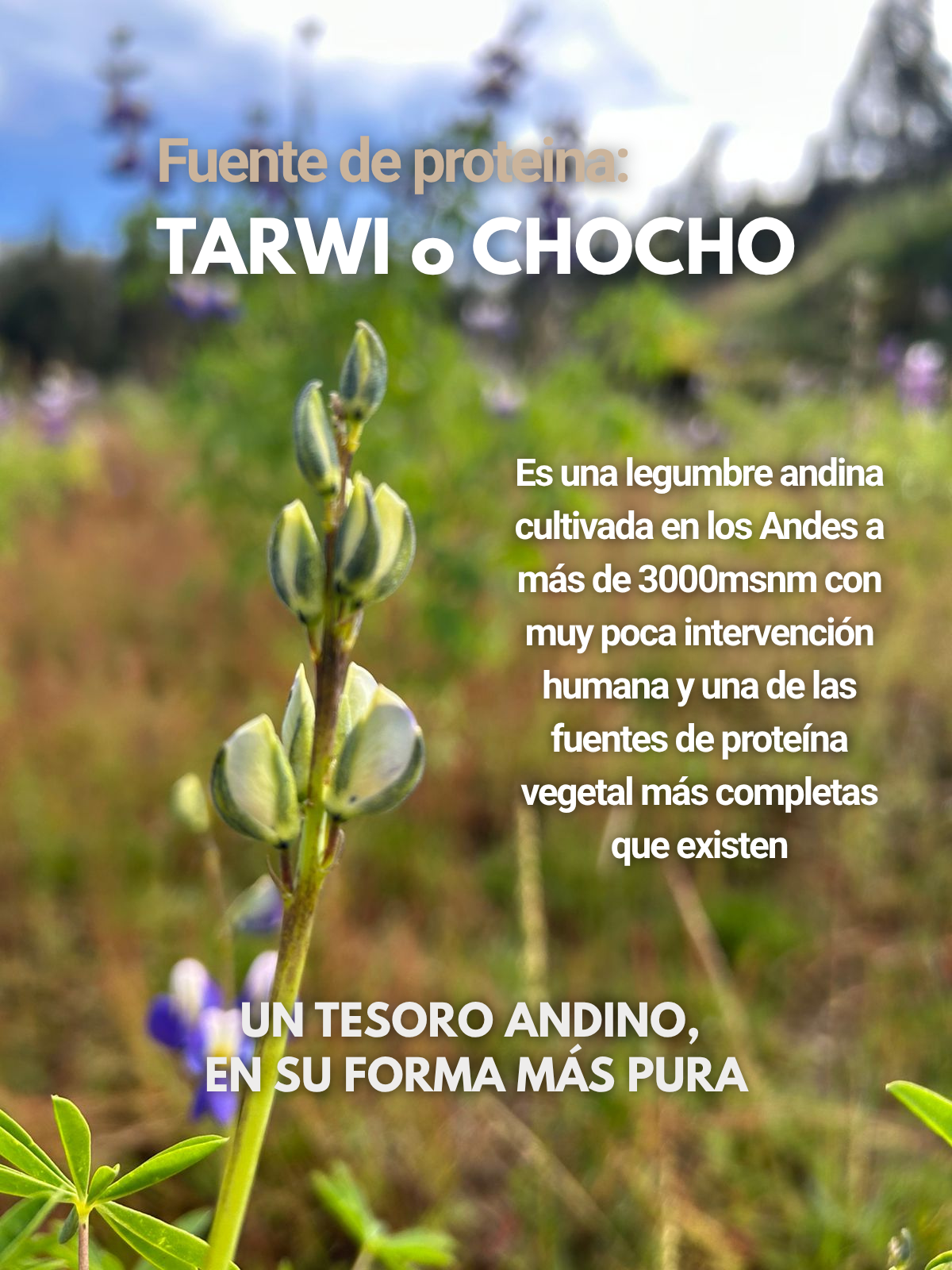 BLEND TARWI CACAO 1.5kg | 7 INGREDIENTES | SIN LACTOSA | SIN RELLENOS